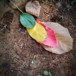 Aranyecset 2021-2022, féléves értékelés